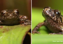 Dos nuevas especies de ranas fueron descubiertas en el Corredor Ecológico Llanganates-Sangay