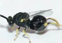 Una especie de avispa diminuta fue registrada por primera vez en Zamora Chinchipe