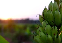 El sector bananero ecuatoriano enfrenta varios desafíos