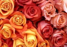 Exportación de flores crece en volumen pero cae en ingresos