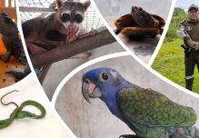 7.400 animales silvestres fueron rescatados en 2025