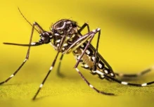 Fiebre amarilla reaparece en la Amazonía y activa respuesta sanitaria del Gobierno