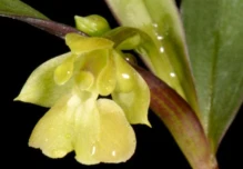 Describen 33 nuevas especies de orquídeas
