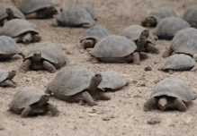 Cien tortugas bebés de Galápagos desaparecen del centro de crianza en Isabela