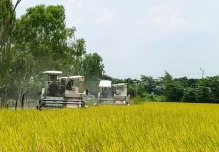 Gobierno adelanta compra directa de arroz y fija inicio de recepción para el 4 de mayo
