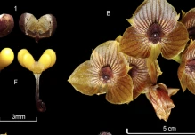 Especie de orquídea fue descubierta cerca del Parque Nacional Llanganates