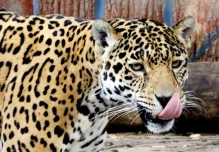 Partes del cuerpo del jaguar tienen mercado en China