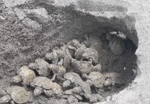 Nacen 77 tortugas charapa en El Yasuní