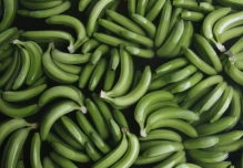 Advierten peligro de plaga en banano que puede destruir la producción
