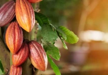 Cacao profundiza su desplome y toca mínimo anual