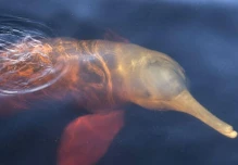 El delfín rosado, de la Amazonía ecuatoriana, se encuentra en estado crítico