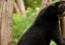 Ratifican la importancia de conectar los bosques en Ecuador tras avistar un oso andino
