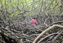En cuarenta años se han perdido 56.396 hectáreas de manglar en Ecuador