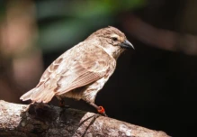 Galápagos registra la mejor temporada reproductiva del pinzón de manglar desde 2011