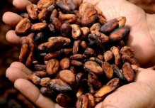 El precio del cacao aumenta por la caída en la producción en África 