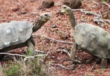 191 tortugas gigantes fueron liberadas en isla Santa Fe