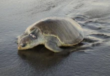 75 crías de tortuga amenazada de extinción nacieron en una playa de Esmeraldas