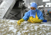 Crisis logística frena exportaciones de camarón y presiona a toda la cadena productiva