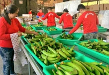 Letal hongo que ataca al banano, llegaría a Ecuador en un año y medio