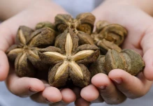 Sacha Inchi es un tesoro nutricional