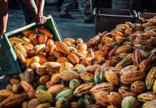 La Cumbre del Cacao Amazónico tendrá lugar en Tena