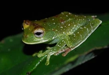 Estudio científico registra alta diversidad de anfibios y reptiles en la Amazonía ecuatoriana
