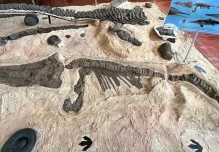 Colombia: Científicos descubren fósiles de tres reptiles marinos del periodo cretácico