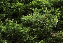677 especies de plantas han sido introducidas en Ecuador, según estudio