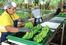 Ecuador exportó 364.16 millones de cajas de banano en 2024 