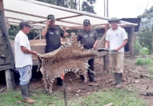 Matan a un jaguar en Orellana; Ministerio del Ambiente del Ecuador presentará denuncia
