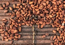 El cacao se cotiza en $ 8.476 por tonelada métrica 