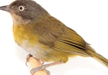 Una nueva subespecie de pinzón fue descubierta en los bosques nublados de El Oro y Loja