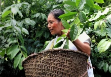 Ecuador impulsa exportaciones de café, cacao y guayusa con certificación libre de deforestación
