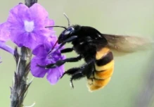  12 nuevas especies de abejas de orquídeas fueron descubiertas en Ecuador y Brasil