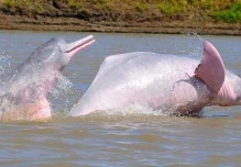 Contaminación por mercurio amenaza a delfines de los ríos Amazonas y Orinoco