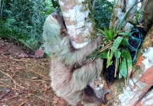 El tráfico de vida silvestre amenaza a la Amazonía ecuatoriana