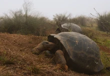 Galápagos, semillero de tortugas