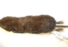 Investigadores descubrieron especie de musaraña en Zamora Chinchipe