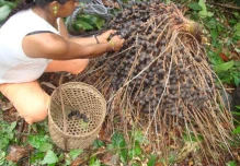 La unguragua se convierte en bebidas tradicinales de los secoya