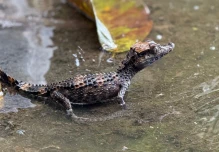 Sucumbíos: 14 animales silvestres fueron liberados en la Reserva Limoncocha