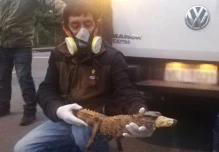 Un caimán hallado en una vía de Morona Santiago fue reinsertado en su hábitat natural