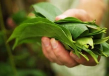 Guayusa tendrá subpartida arancelaria propia desde agosto
