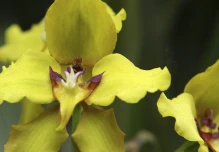 Ecuador presentó su plan nacional para conservar orquídeas