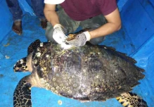 Ecuador marca por primera vez a una tortuga carey, en peligro de extinción