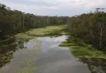 204 especies exóticas e invasoras fueron identificadas en la Amazonía ecuatoriana