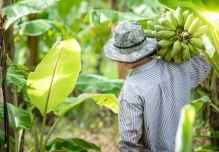 Exportadores de Ecuador piden reunión urgente con Gobierno por "disminución" de plátanos
