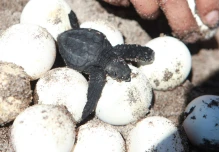 Nace medio centenar de tortugas golfina en playa ecuatoriana de Esmeraldas