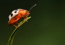 9 especies de mariquitas fueron descubiertas en Galápagos