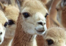 Perú comenzó censo nacional para fortalecer la conservación de vicuñas