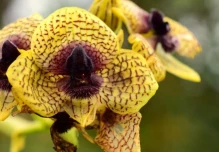 Ecuador sumó 78 nuevas especies científicas en 2025